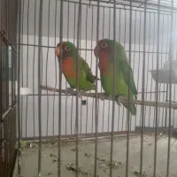 طوطی برزیلی فیشر جفت