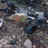 اردک اسرائیلی جوان مناسب گله و کشتار