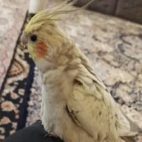 عروس هلندی گم شده در 15 خرداد|پرنده|قم, دروازه ری|دیوار