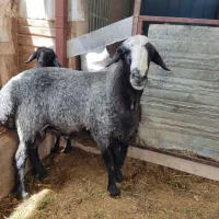 قوچ اصیل شال