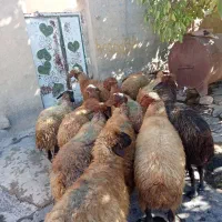 گوسفند شیره دار|حیوانات مزرعه|بلبان آباد, |دیوار