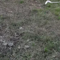 400-متر-زمین-مسکونی-در-حمیدیان