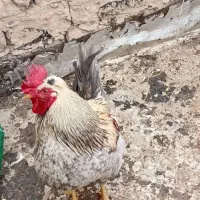 1 مرغ تخم گزار فروشی