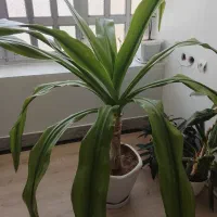 گل ذرتی بزرگ