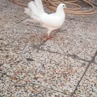 کفتر دم چتری|پرنده|اهواز, منبع اب|دیوار