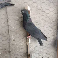 چند عدد بهبهانی|پرنده|فسا, |دیوار