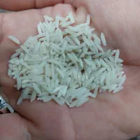 برنج هاشمی اصل 4۰۰کیلومبلغ290هزارتومان