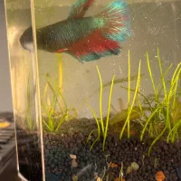 فایتر پلاکت|ماهی|تهران, فردوس|دیوار