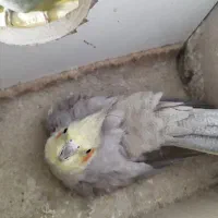 یه جفت عروس هلندی