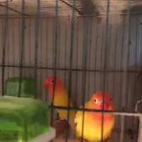 طوطی برزیلی مولد|پرنده|تنکابن, |دیوار