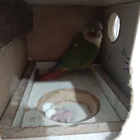 جفت مولد گرینچیک