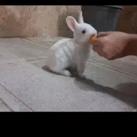 خرگوش