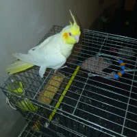 جوجه عروس هلندی نر ۲دوماهه با قفس دون خور شده|پرنده|کوهدشت, |دیوار