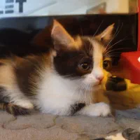 گربه میکس اسکاتیش و آنگورا|گربه|مبارکه, |دیوار