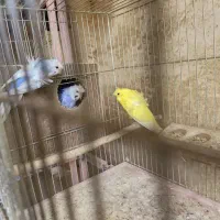 جفت های مولد مرغ عشق پروانه ای|پرنده|شهرکرد, |دیوار