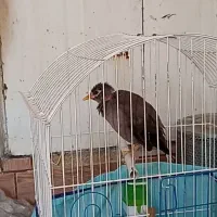 مرغ مینا|پرنده|شیراز, گل سرخ|دیوار