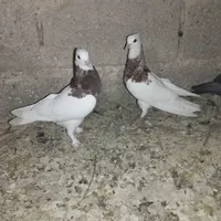 طوقی شازده سرخ|پرنده|جهرم, |دیوار