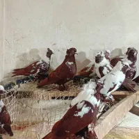 کبوتر|پرنده|اردبیل, |دیوار