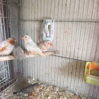 فنچ|پرنده|بندر گناوه, |دیوار