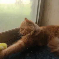 واگذاری گربه