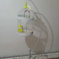 عروس هلندی