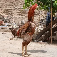 خروس لاری کلنگی