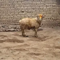 شیشک قوچ ذات دار|حیوانات مزرعه|خانمیرزا, |دیوار