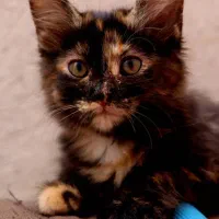 واگذاری رایگان دو‌ بچه گربه|گربه|ری, ظهیرآباد|دیوار