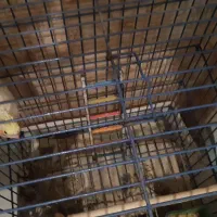 عروس هلندی مولد|پرنده|رودهن, |دیوار