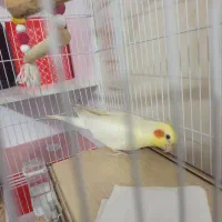 عروس هلندی بالغ|پرنده|رباط‌کریم, رباط‌کریم|دیوار