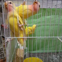 عروس‌کوتوله‌جوجه