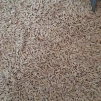 گندم بوجاری شود