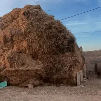 علف|حیوانات مزرعه|نیر (اردبیل), |دیوار