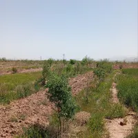 فروش زمین کشاورزی زراعی آب چاه تربت حیدریه|فروش دفتر صنعتی، کشاورزی، تجاری|مشهد, کوی ولیعصر|دیوار