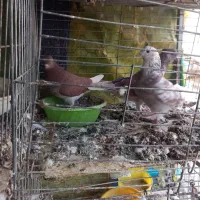 غریب گیری|پرنده|کرج, حیدرآباد|دیوار