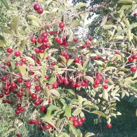 باغ در تسوج شبستر