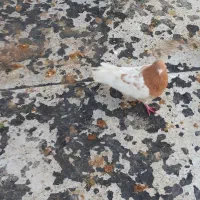 باشی ساری نر