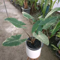 گل بابا آدم تنه قرمز سطل ۱۰ ارسال رایگان+ هدیه|گل و گیاه طبیعی|مشهد, خرم آباد|دیوار