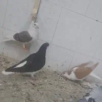کفتر رنگه