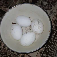 تخم غازمحلی