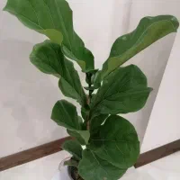 فیکوس لیراتا