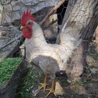 فروش حیوان مزرعه
