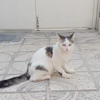 واگذاری رایگان گربه فوری