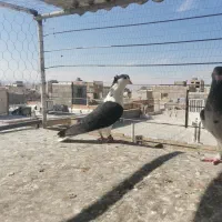 رنگی پرشی|پرنده|شیروان (خراسان), |دیوار