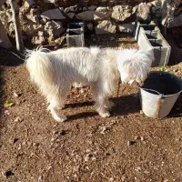 سگ فانتز|سگ|مرودشت, بیست متری بیمارستان|دیوار