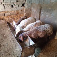 فروش ۴ عدد گوسفند