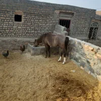 اسب|اسب و تجهیزات اسب‌سواری|کرمانشاه, |دیوار