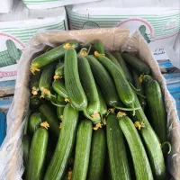 خیار درجه 1و2 برای صادرات وکارخانه ها و....