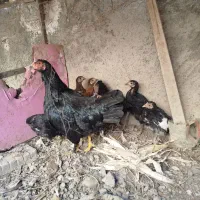 مرغ با جوجه