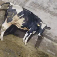 گاو شیری|حیوانات مزرعه|تیکمه داش, |دیوار